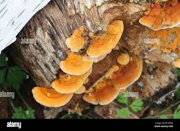 Attēlu rezultāti vaicājumam “Pycnoporellus fulgens”