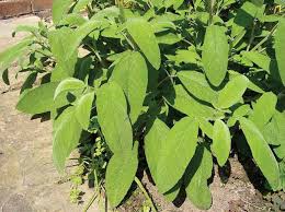 Attēlu rezultāti vaicājumam “Salvia officinalis leaf”