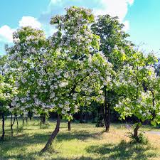 Attēlu rezultāti vaicājumam “Catalpa”