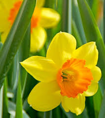 Attēlu rezultāti vaicājumam “Narcissus flower”