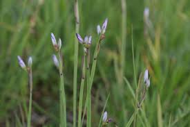 Attēlu rezultāti vaicājumam “Sisyrinchium montanum”