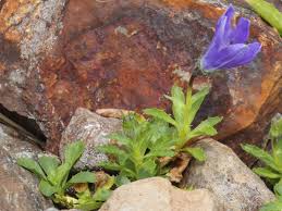 Image result for Chrysanthemum ptarmiciflorum