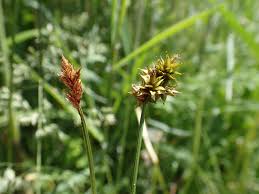 Attēlu rezultāti vaicājumam “Carex appropinquata”