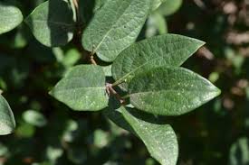 Attēlu rezultāti vaicājumam “Lonicera caerulea var. pallasii leaf”