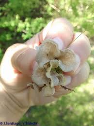 Attēlu rezultāti vaicājumam “Arrhenia spatulata”