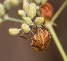 Attēlu rezultāti vaicājumam “Graphosoma lineatum nymph”