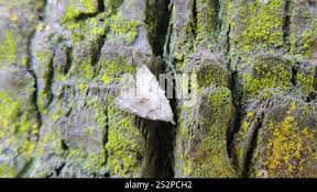 Attēlu rezultāti vaicājumam “Nola aerugula”