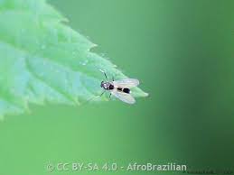 Attēlu rezultāti vaicājumam “Cricotopus”