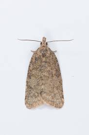 Attēlu rezultāti vaicājumam “Capua vulgana”