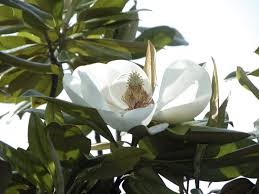 Attēlu rezultāti vaicājumam “Magnolia”