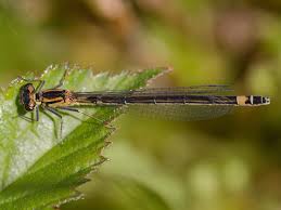 Attēlu rezultāti vaicājumam “Coenagrion armatum male”