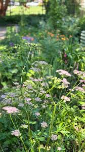 Attēlu rezultāti vaicājumam “Pimpinella major flower”