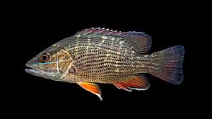 Image result for Lutjanus cyanopterus