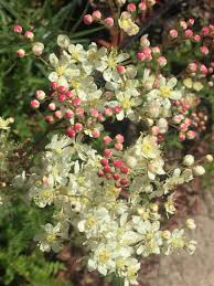Attēlu rezultāti vaicājumam “Filipendula vulgaris flower”
