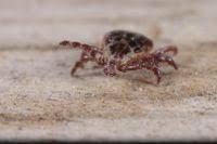 Attēlu rezultāti vaicājumam “Dermacentor reticulatus”