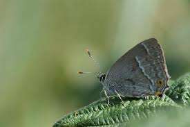 Attēlu rezultāti vaicājumam “Favonius quercus”