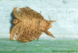 Attēlu rezultāti vaicājumam “Notodontidae”