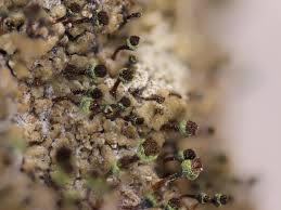 Attēlu rezultāti vaicājumam “Chaenotheca phaeocephala”