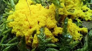 Attēlu rezultāti vaicājumam “Stemonaria irregularis”