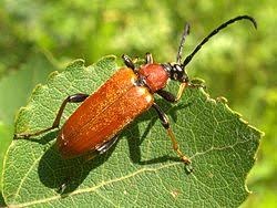 Attēlu rezultāti vaicājumam “Leptura rubra”