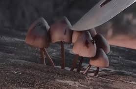 Attēlu rezultāti vaicājumam “Mycena haematopus”