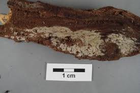 Attēlu rezultāti vaicājumam “Phlebiopsis gigantea”