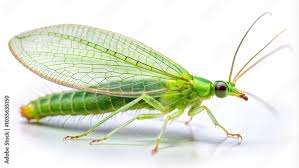 Attēlu rezultāti vaicājumam “Chrysopidae”