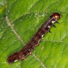 Attēlu rezultāti vaicājumam “Eupsilia transversa”