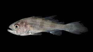 Image result for Cynoscion regalis