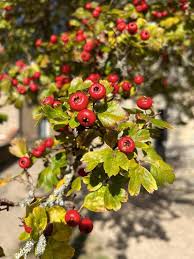 Attēlu rezultāti vaicājumam “Crataegus x macrocarpa leaf”