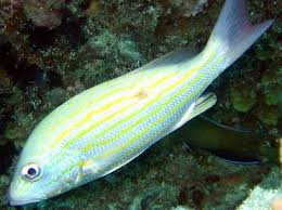 Image result for Lutjanus synagris
