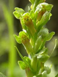 Attēlu rezultāti vaicājumam “Coeloglossum viride leaf”