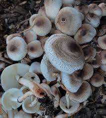 Attēlu rezultāti vaicājumam “Meleagris”