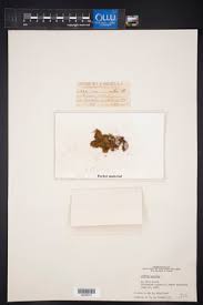 Attēlu rezultāti vaicājumam “Hypnum pallescens”