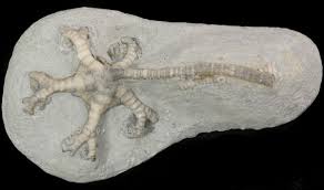 Attēlu rezultāti vaicājumam “Carterocephalus silvicolus underside”