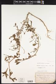 Attēlu rezultāti vaicājumam “Melilotus wolgicus”