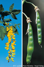 Image result for Laburnum anagyroides