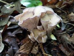 Attēlu rezultāti vaicājumam “Pseudocraterellus”