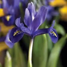 Attēlu rezultāti vaicājumam “Iris reticulata flower”