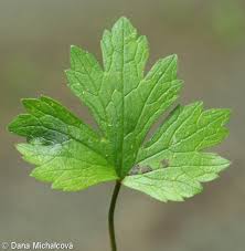 Attēlu rezultāti vaicājumam “Ranunculus polyanthemos”