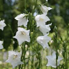Image result for Campanula persicifolia