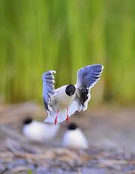Attēlu rezultāti vaicājumam “Larus minutus”