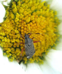 Attēlu rezultāti vaicājumam “Closterotomus biclavatus imago”