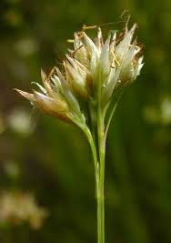 Attēlu rezultāti vaicājumam “Rhynchospora alba flower”