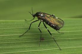 Attēlu rezultāti vaicājumam “Lasioptera rubi”