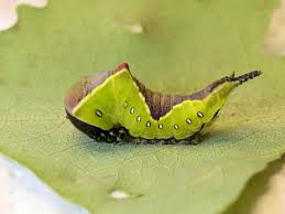 Attēlu rezultāti vaicājumam “Cerura vinula larva”