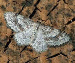 Attēlu rezultāti vaicājumam “Hydrelia sylvata”