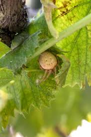 Attēlu rezultāti vaicājumam “Aranei”