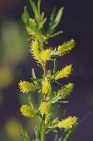 Attēlu rezultāti vaicājumam “Salix x doniana flower”