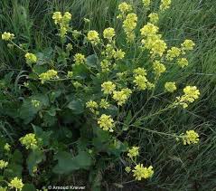 Attēlu rezultāti vaicājumam “Sinapis arvensis”